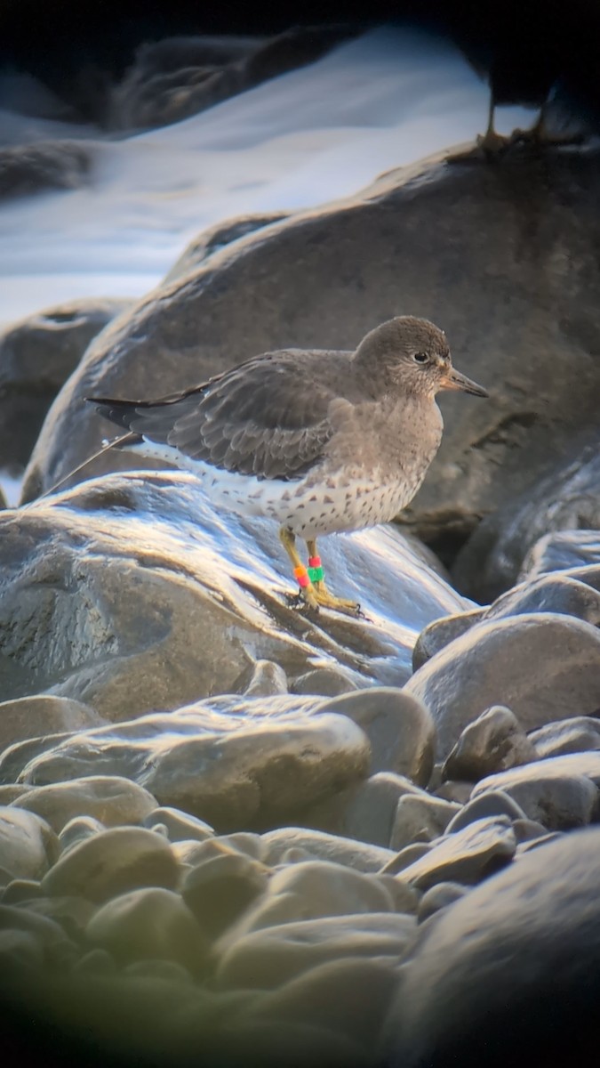 Surfbird - ML647081600