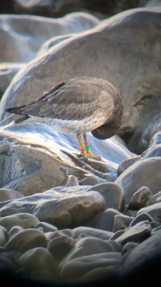 Surfbird - ML647081601