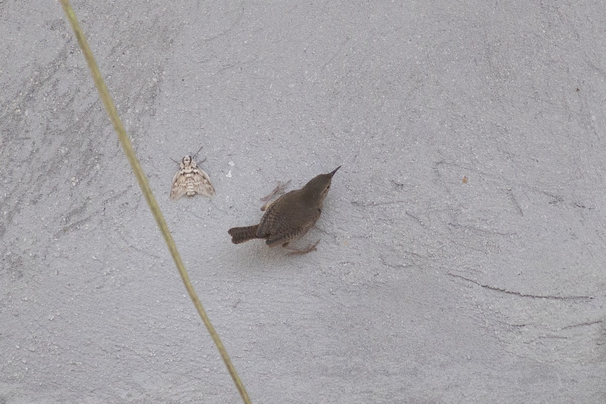 Southern House Wren - ML647081606