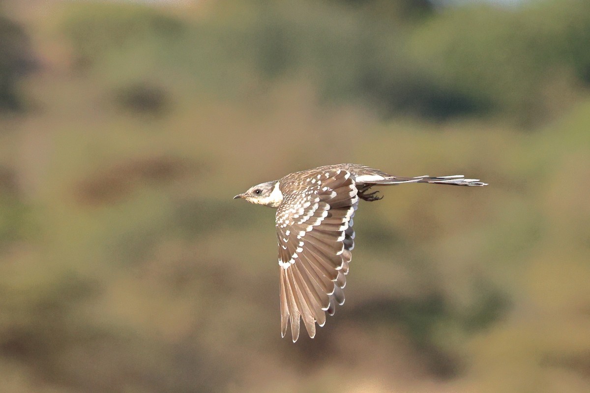 Kuku mottoduna - ML647081613