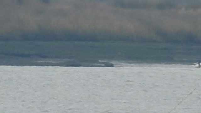 Paita arrunta - ML647081634