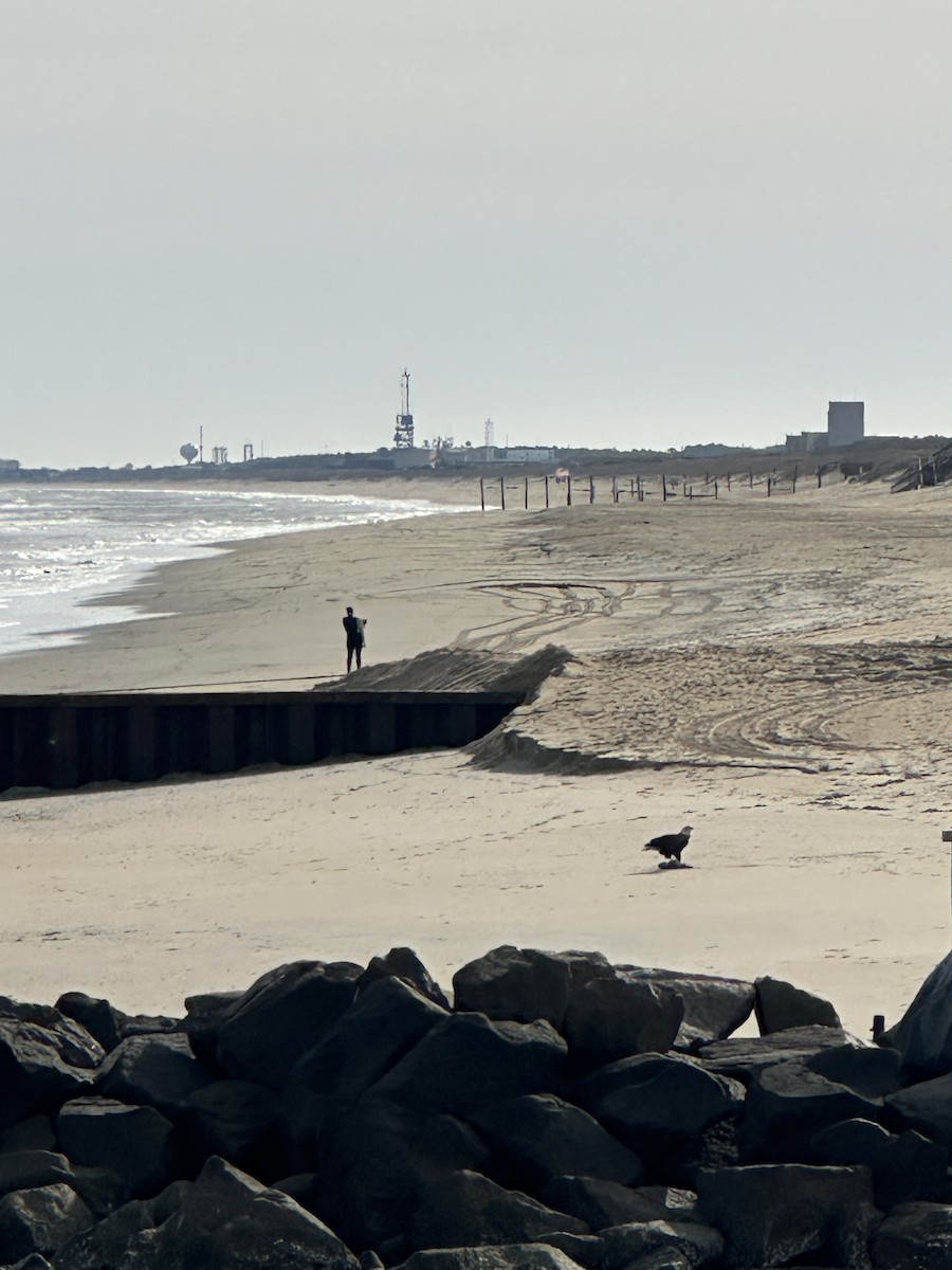 Bald Eagle - ML647081638