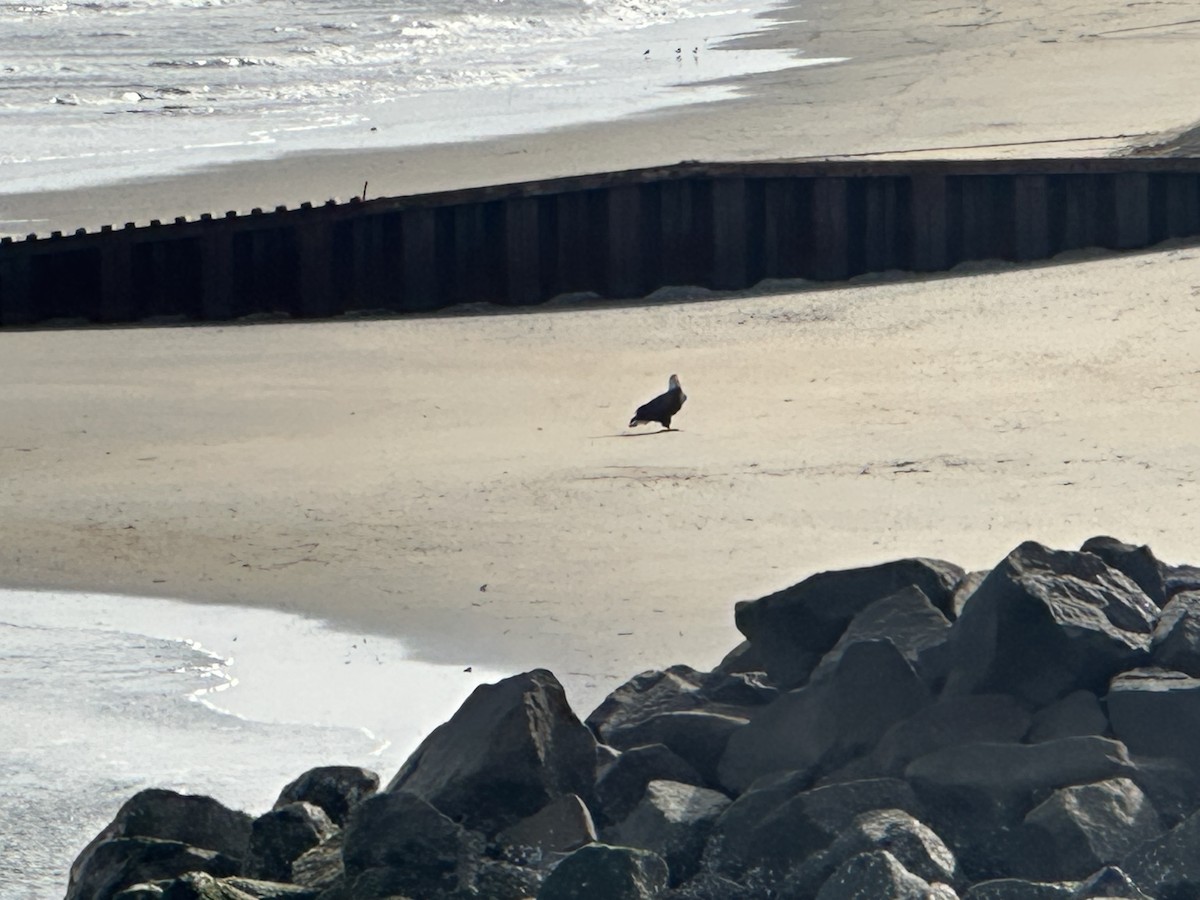 Bald Eagle - ML647081639