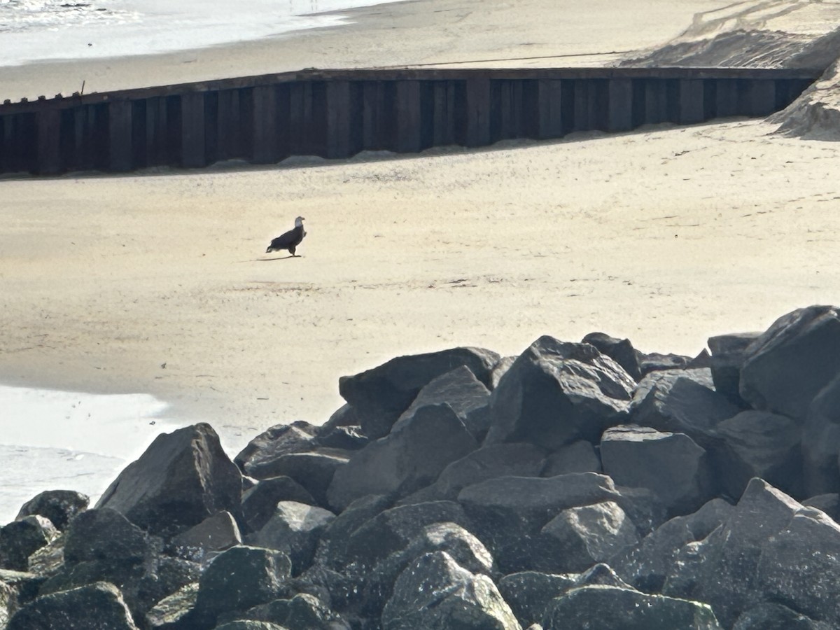 Bald Eagle - ML647081640