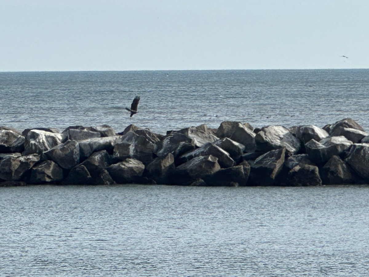 Bald Eagle - ML647081641