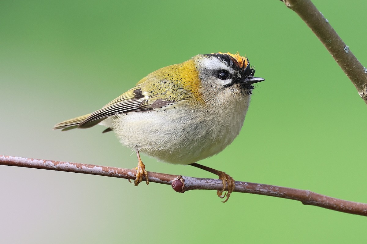 Common Firecrest - ML647081643