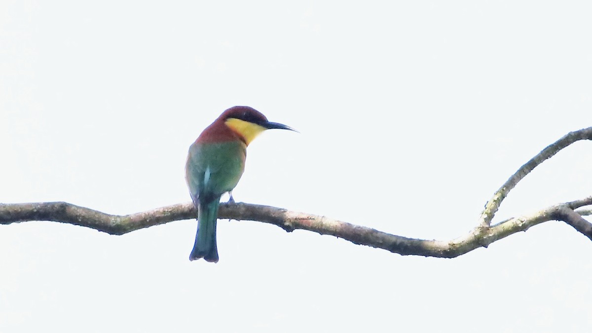 Chestnut-headed Bee-eater - ML647081644