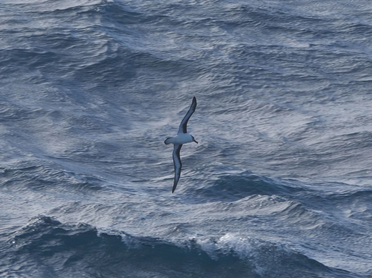 Gray-headed Albatross - ML647081645