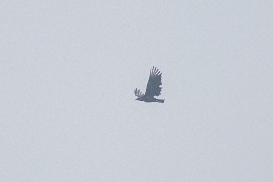 Black Vulture - ML647081647