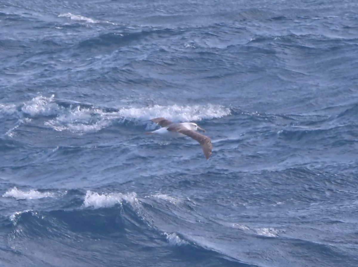 White-capped Albatross - ML647081648