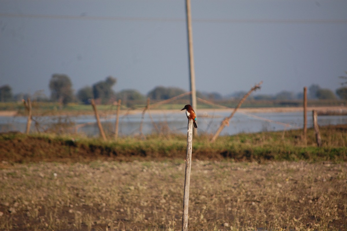 White-throated Kingfisher - ML647081649