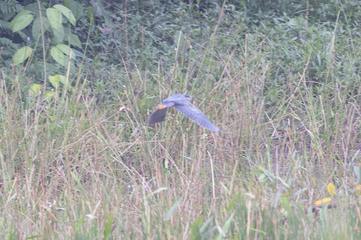 Striated Heron - ML647081650