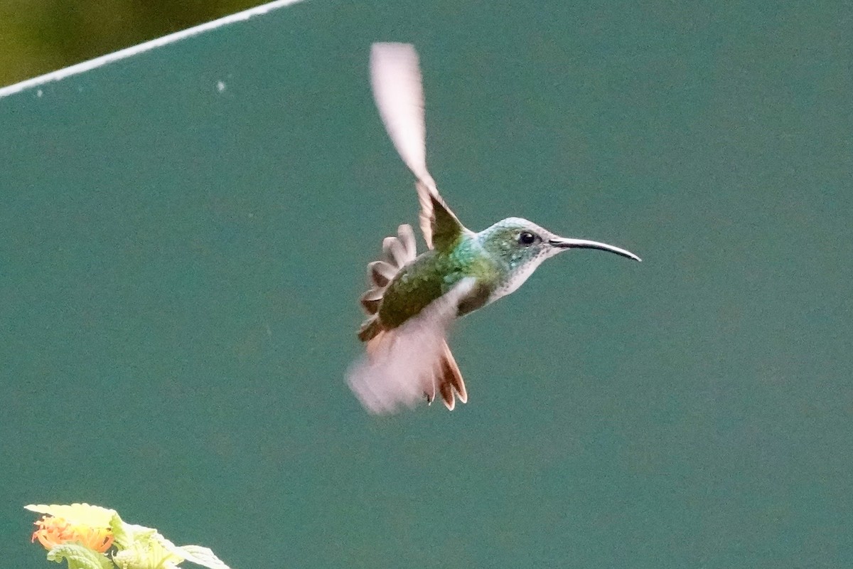 White-chested Emerald - ML647081651