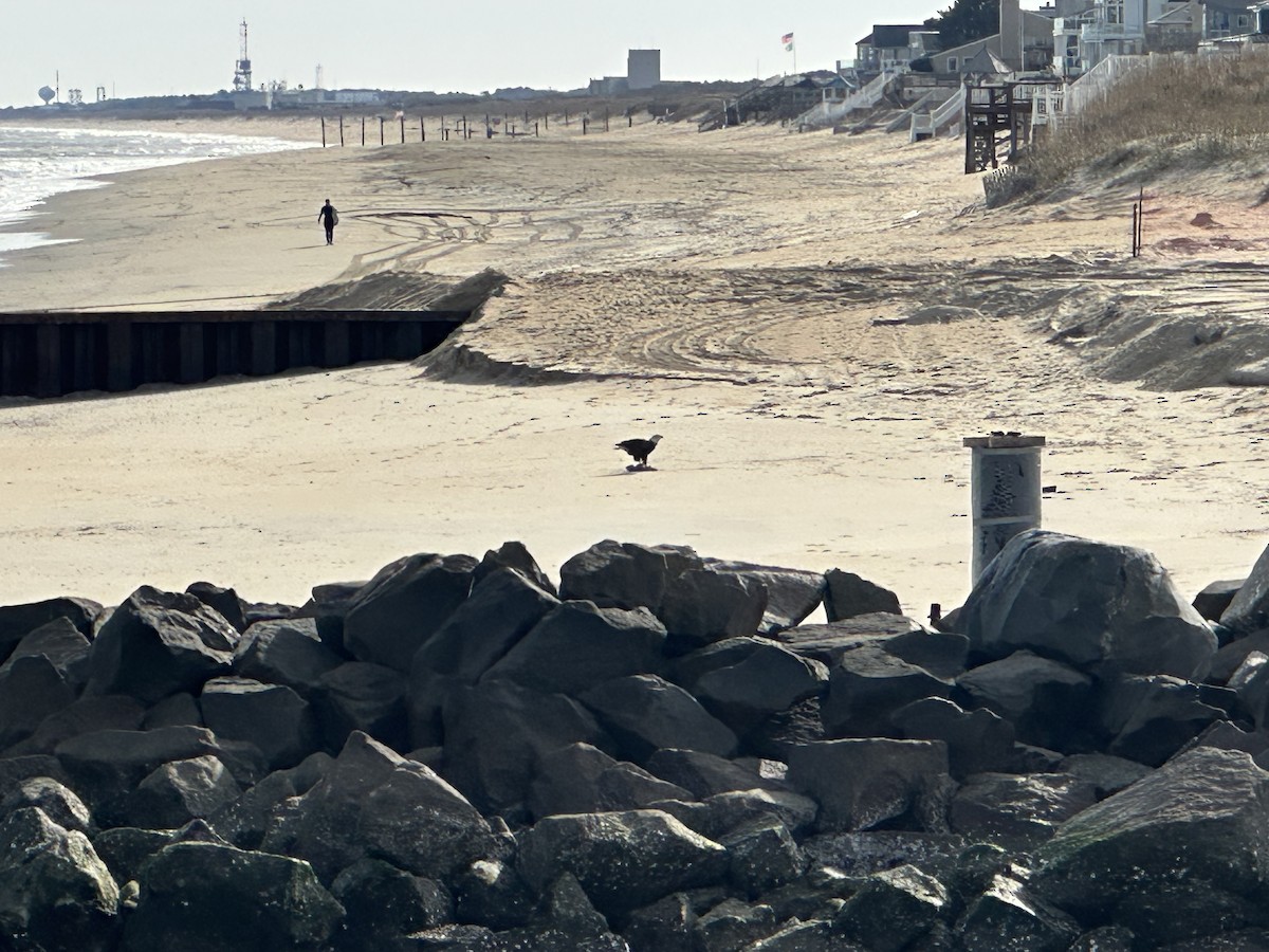 Bald Eagle - ML647081652