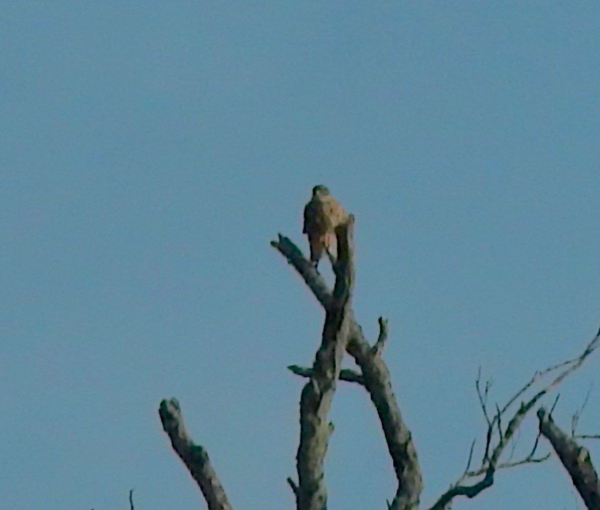 Merlin - ML647081654