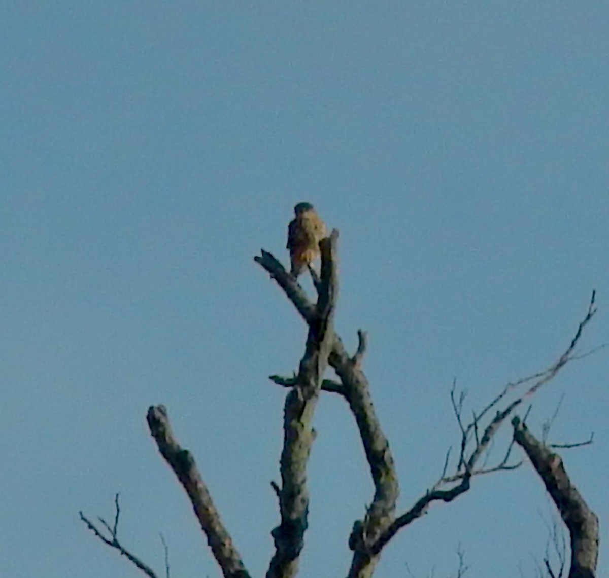 Merlin - ML647081655