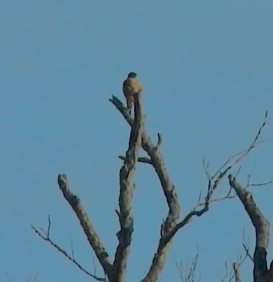 Merlin - ML647081656