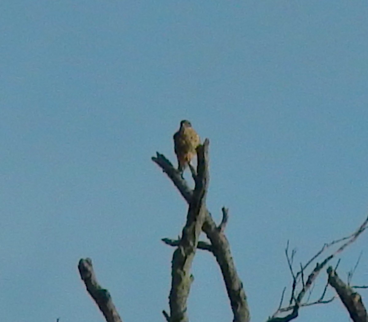 Merlin - ML647081657