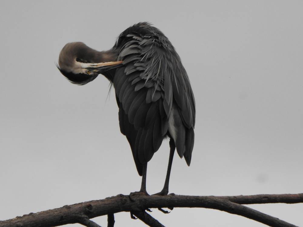 Great Blue Heron - ML647081658