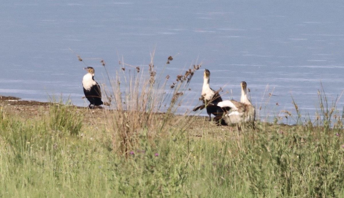 Great Cormorant (White-breasted) - ML647081660