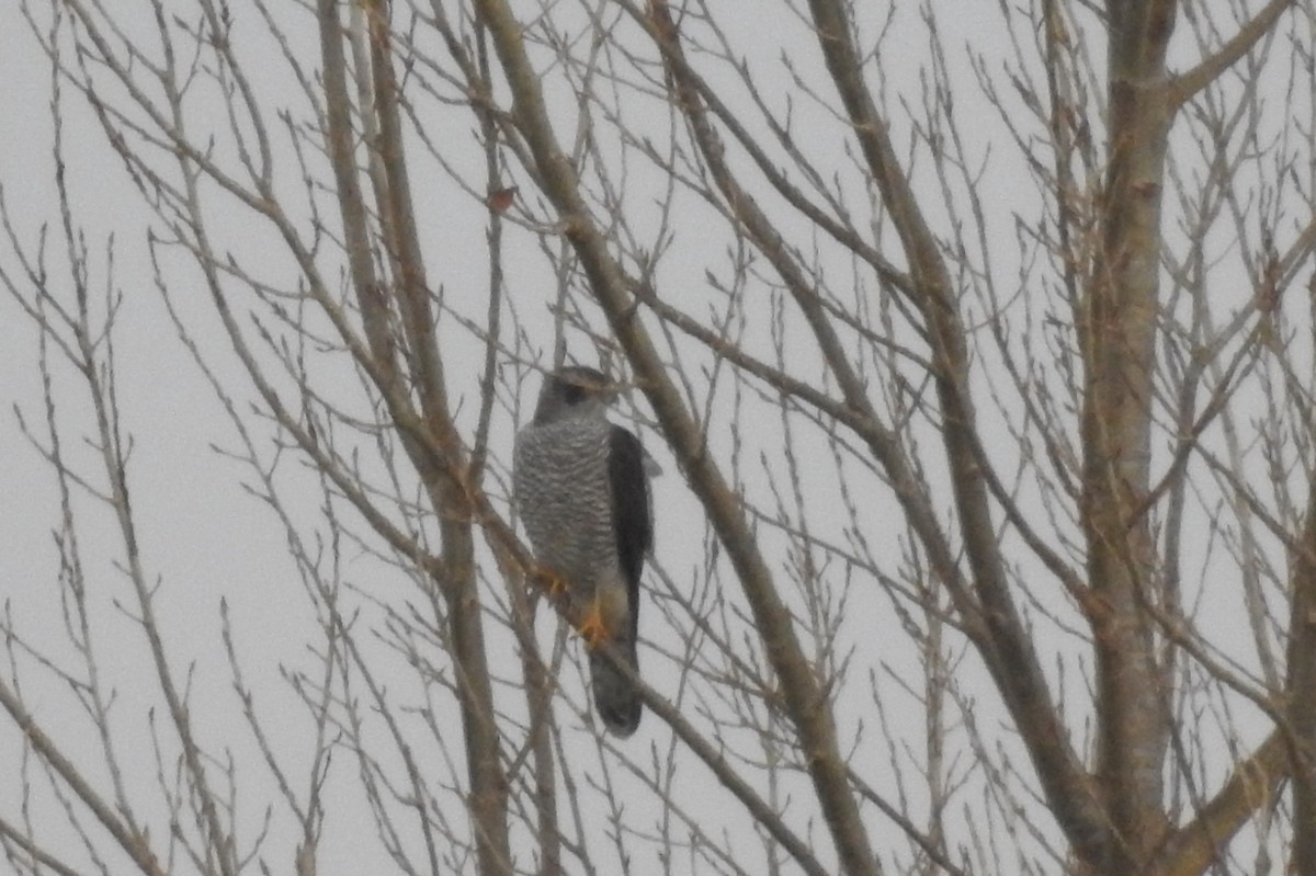 Eurasian Goshawk - ML647081662