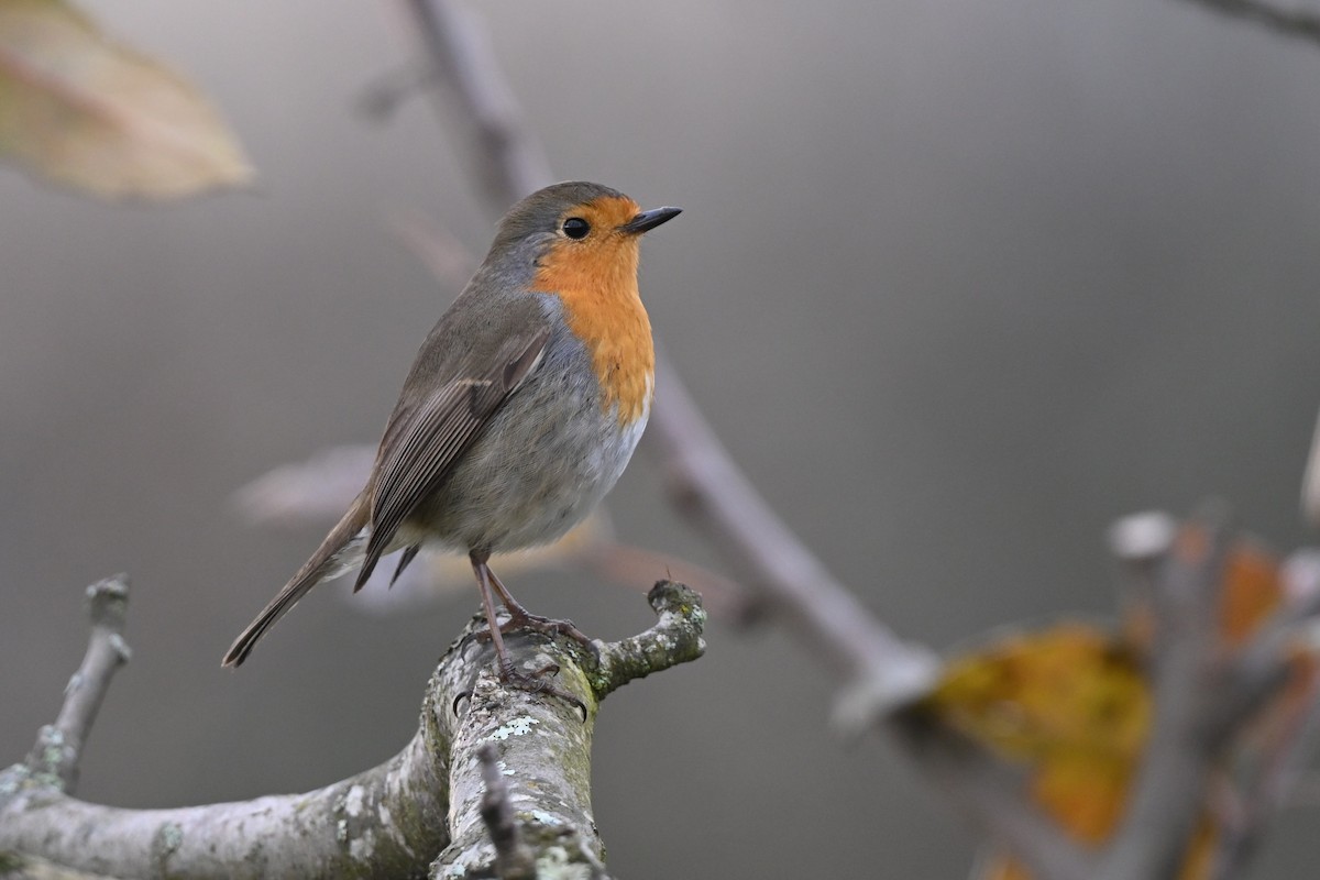 European Robin - ML647081663