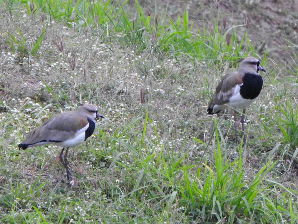 Southern Lapwing - ML647081667