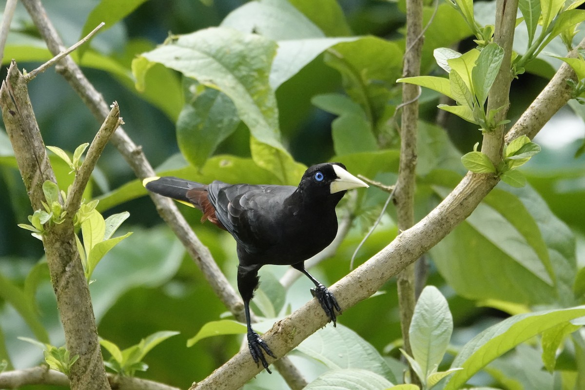 Crested Oropendola - ML647081668