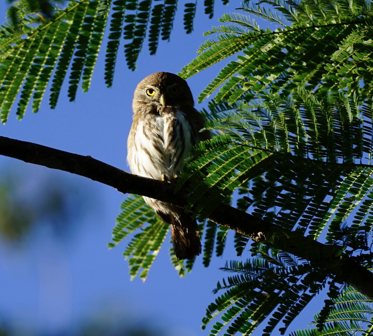 Ferruginous Pygmy-Owl (Ferruginous) - ML647081669