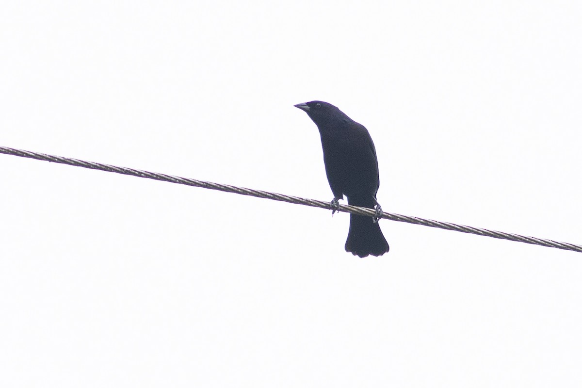 Shiny Cowbird - ML647081670