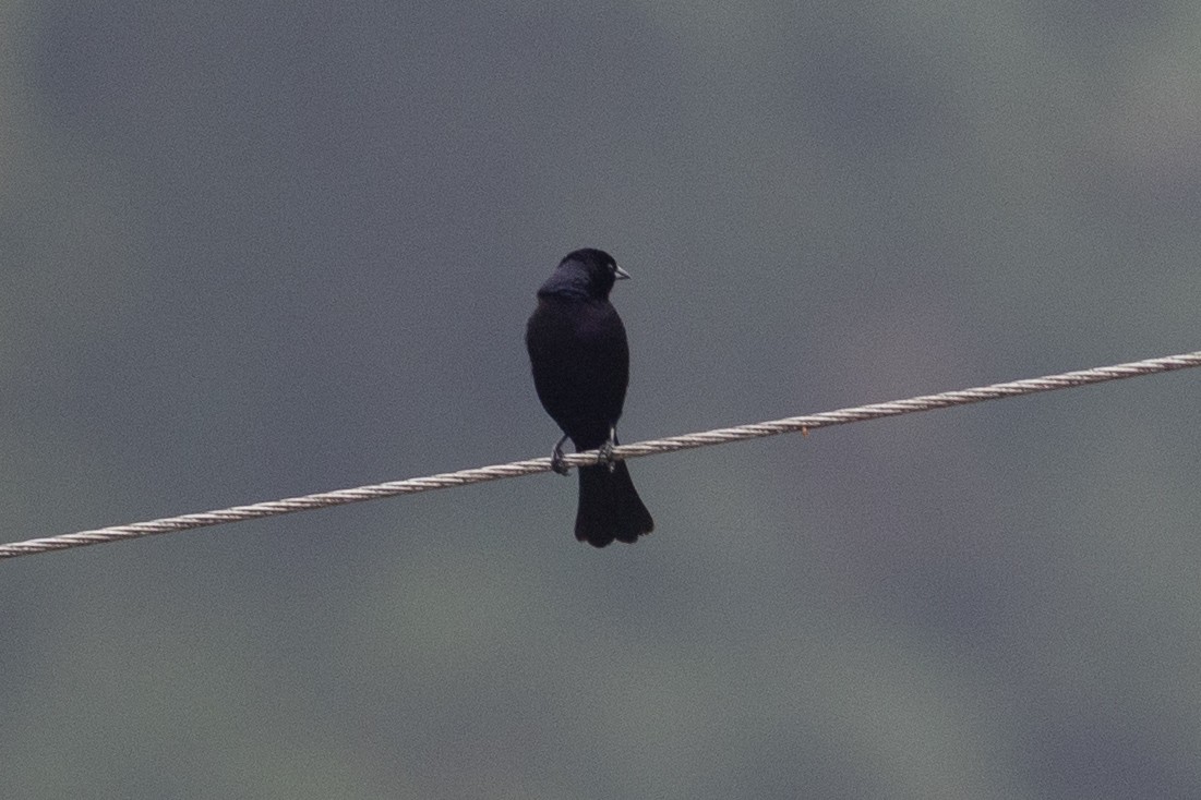 Shiny Cowbird - ML647081671
