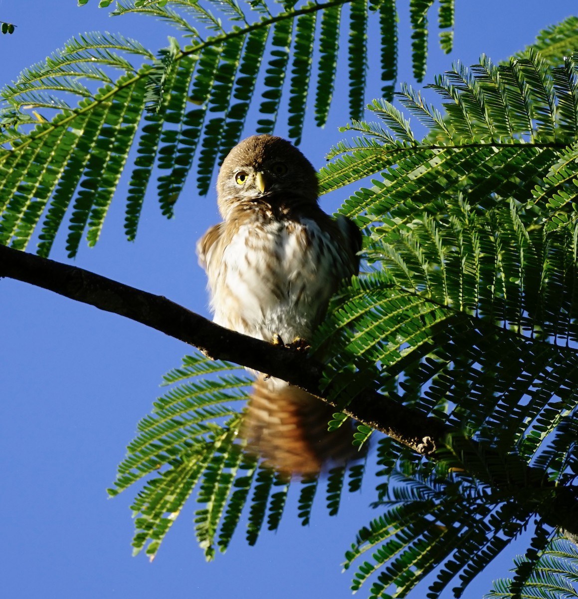 Ferruginous Pygmy-Owl (Ferruginous) - ML647081672