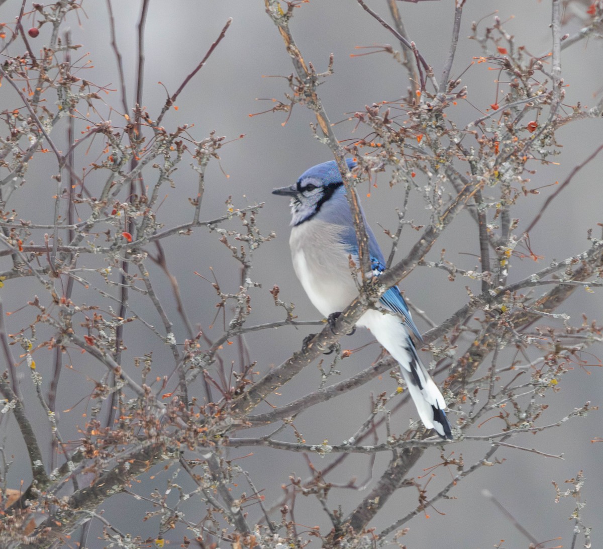 Blue Jay - ML647081673