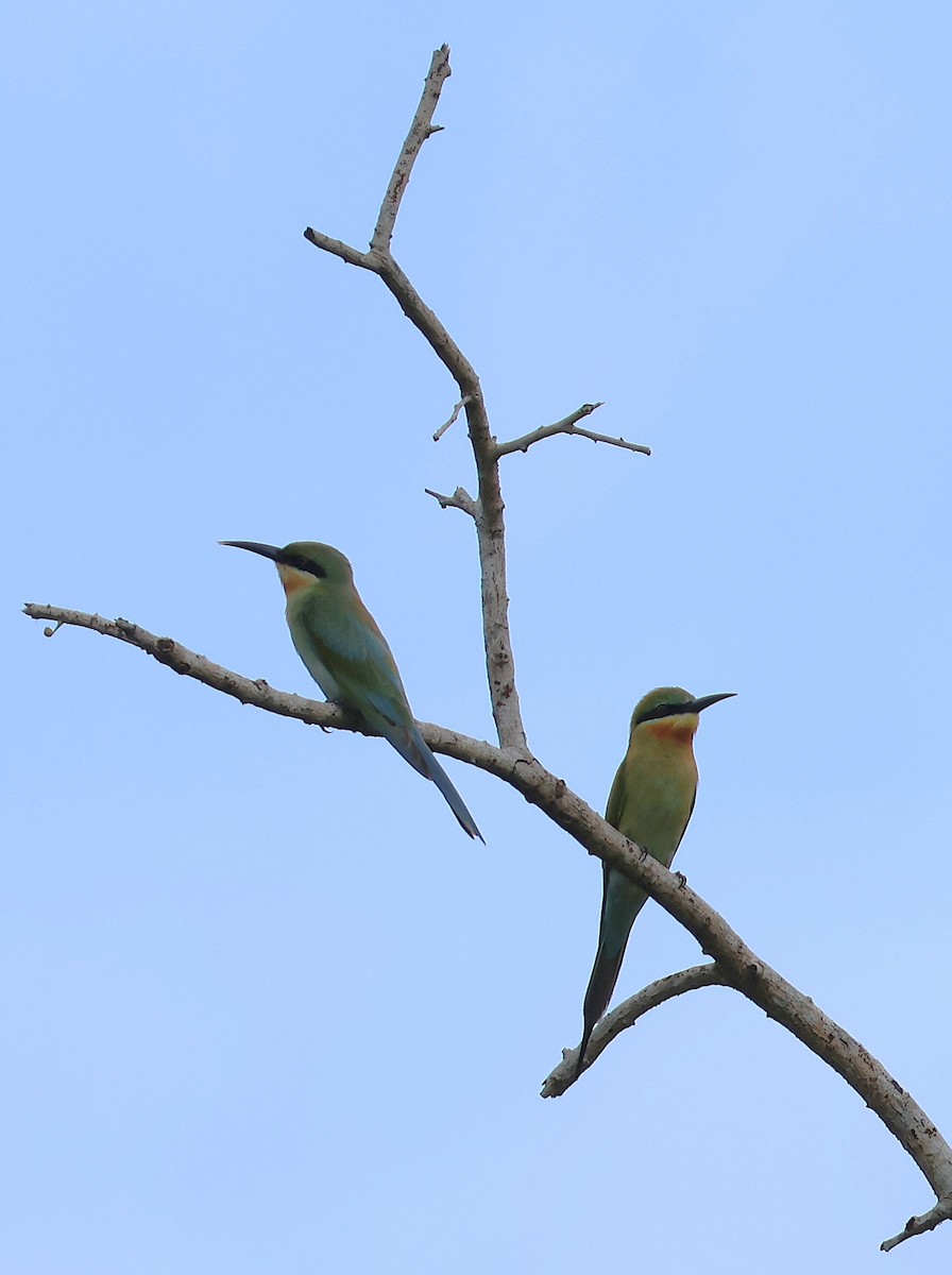 Blue-tailed Bee-eater - ML647081676