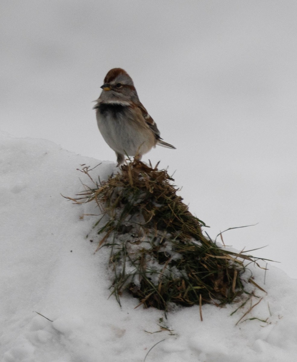American Tree Sparrow - ML647081678