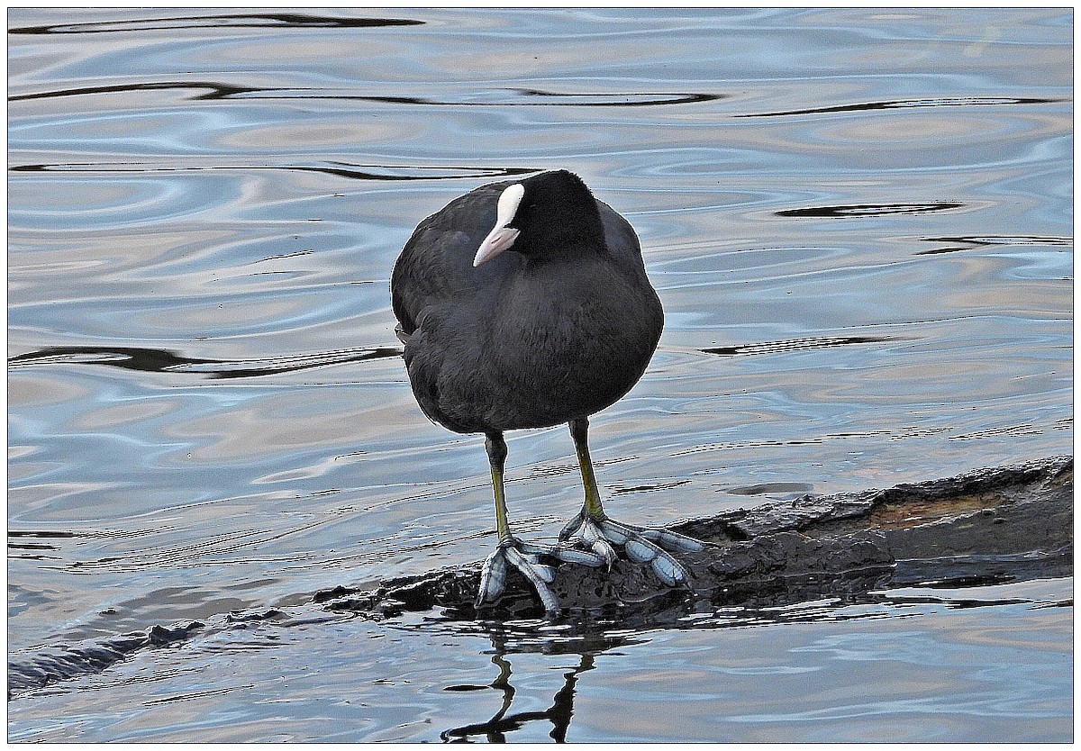 Eurasian Coot - ML647081679