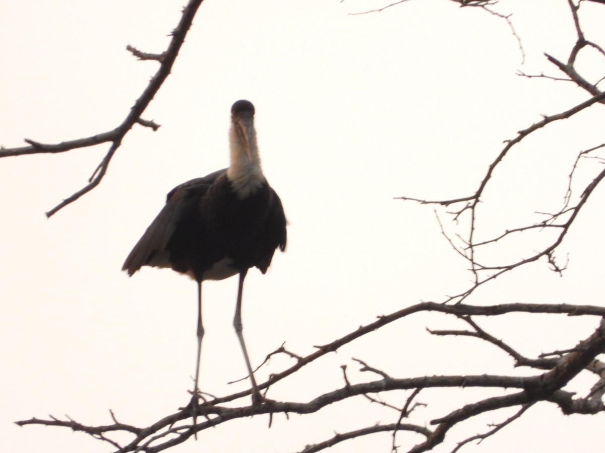 Asian Woolly-necked Stork - ML647081680