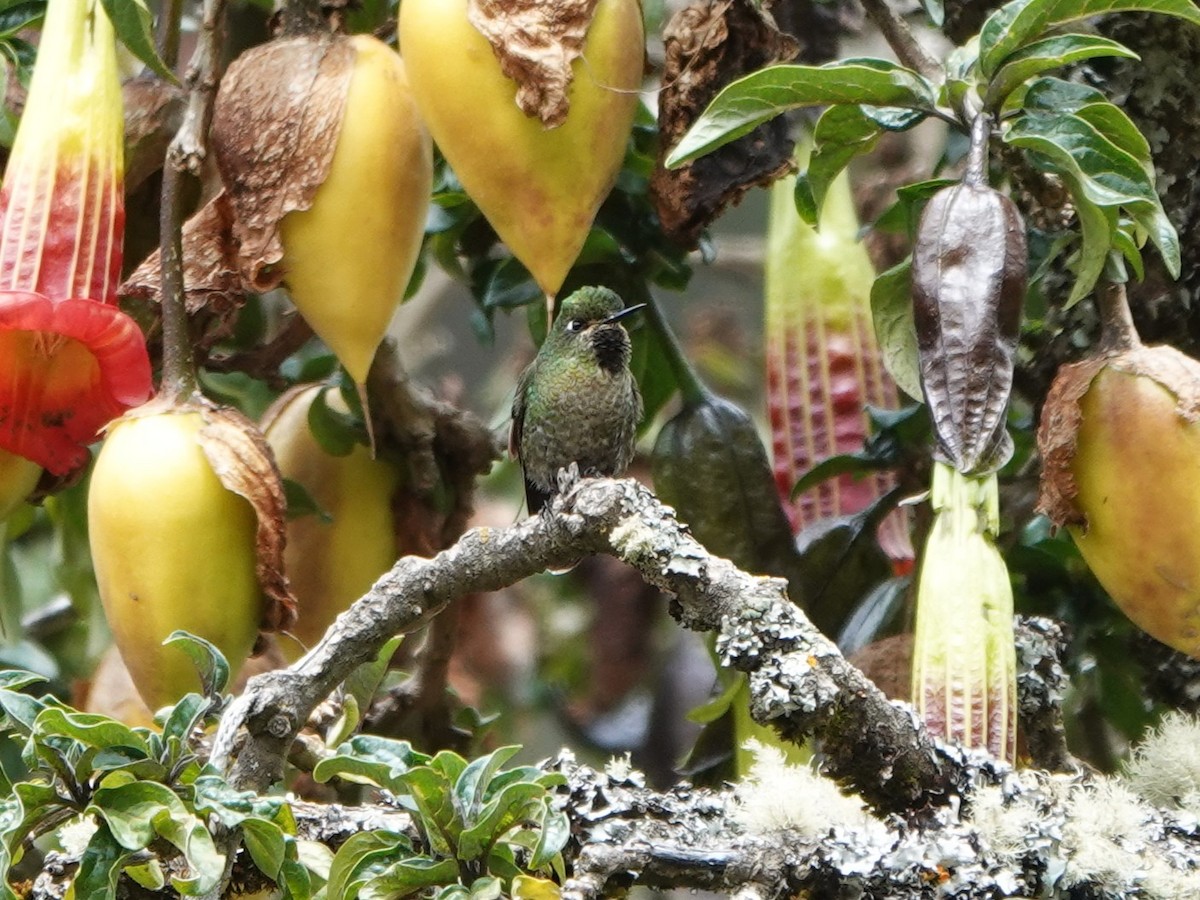 Tiryan Metalkuyruğu (smaragdinicollis) - ML647081681