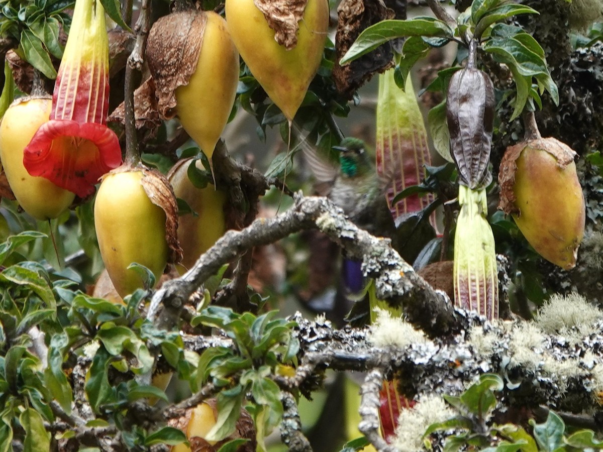 Tiryan Metalkuyruğu (smaragdinicollis) - ML647081682