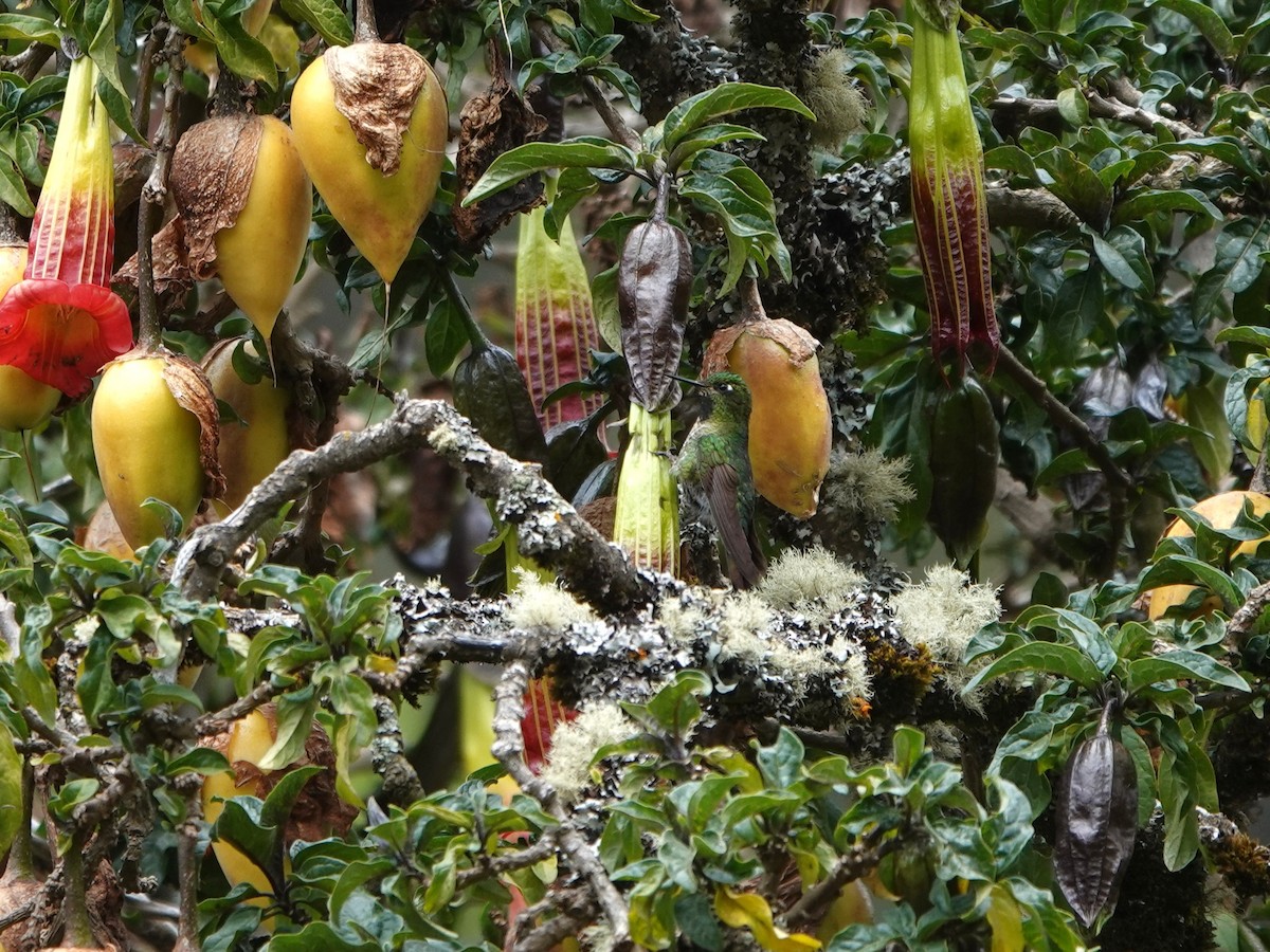 Tiryan Metalkuyruğu (smaragdinicollis) - ML647081683