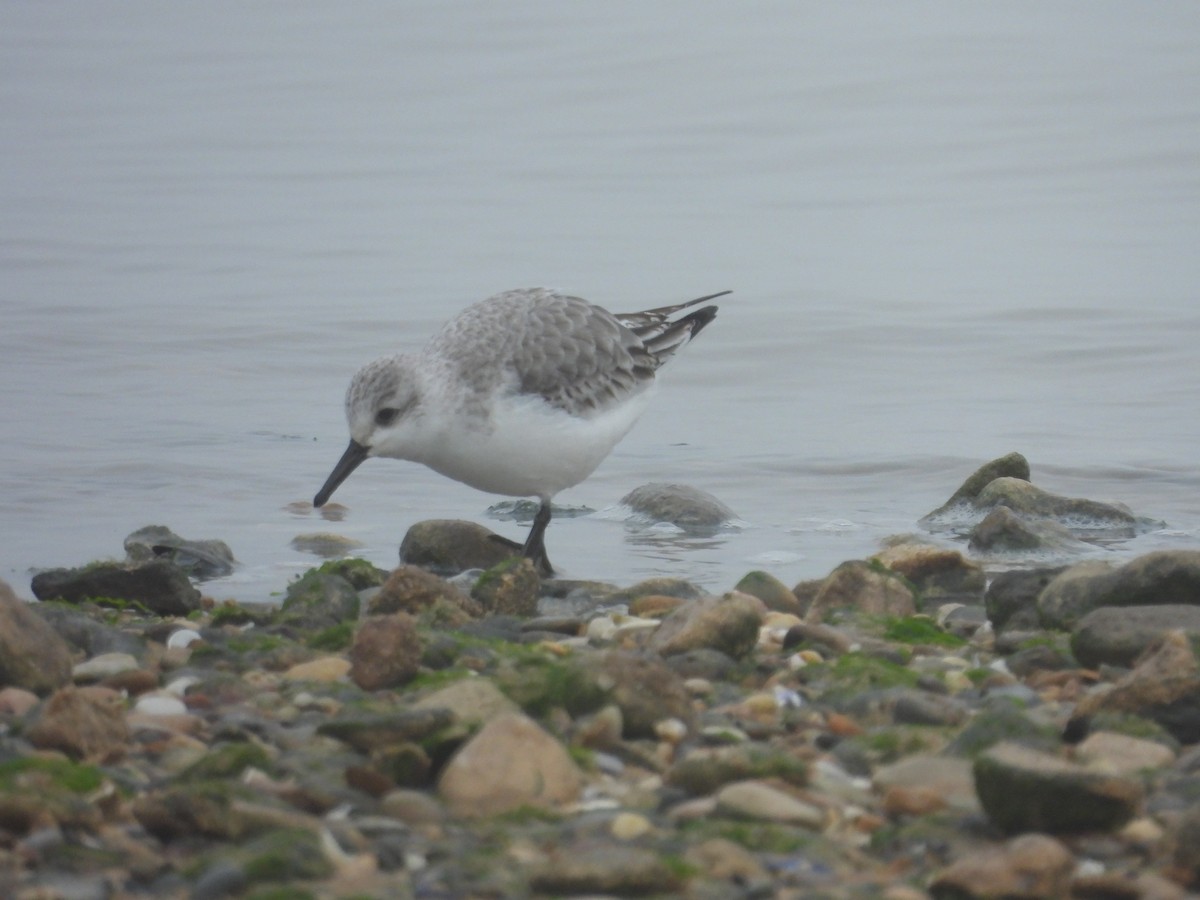 Гурвалж элсэг - ML647081684