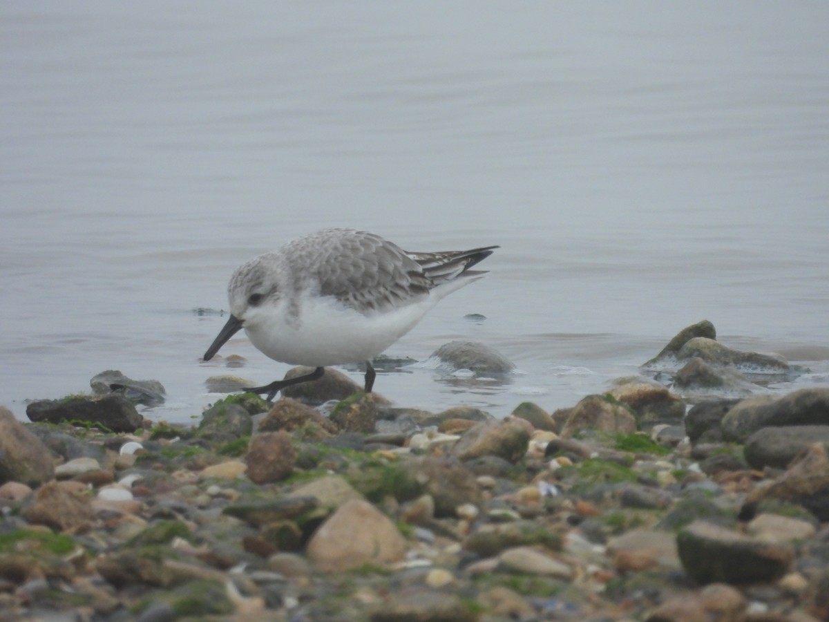 Гурвалж элсэг - ML647081685