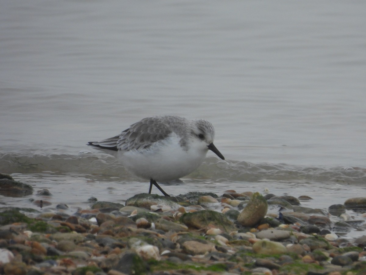 Гурвалж элсэг - ML647081686