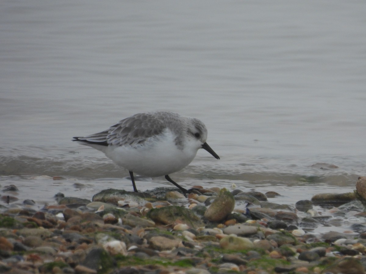 Гурвалж элсэг - ML647081687