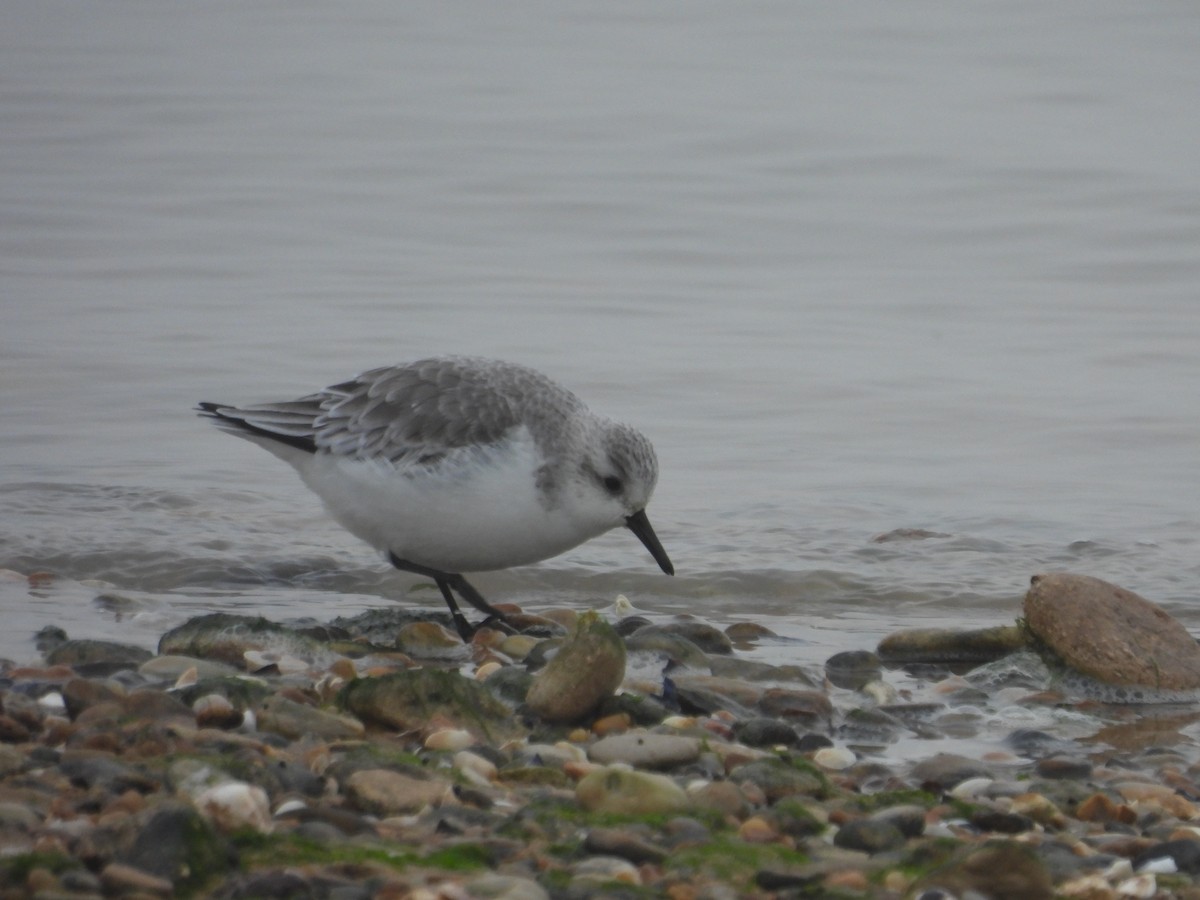 Гурвалж элсэг - ML647081688