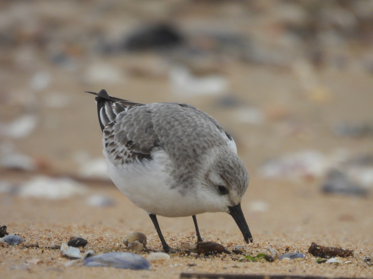 Гурвалж элсэг - ML647081689