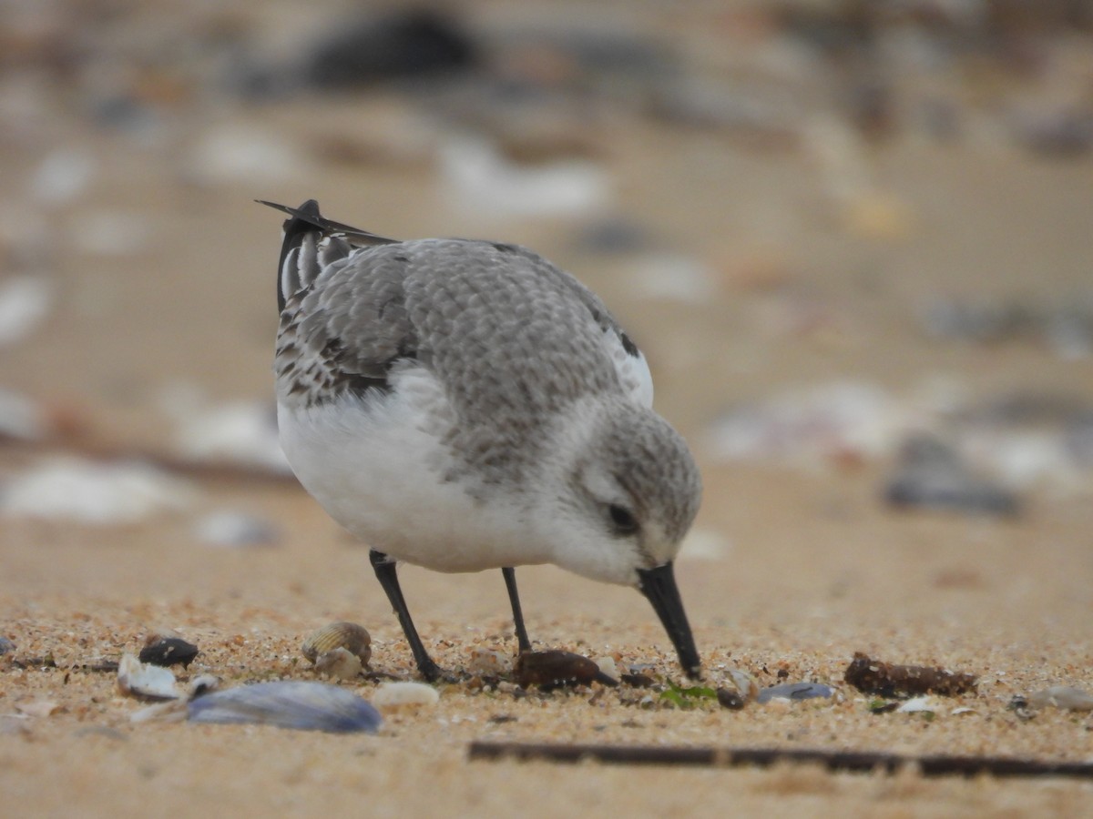 Гурвалж элсэг - ML647081690