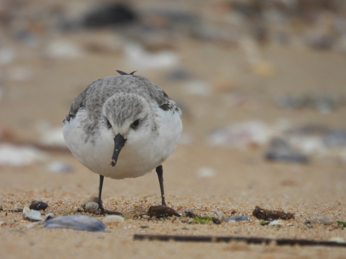 Гурвалж элсэг - ML647081691