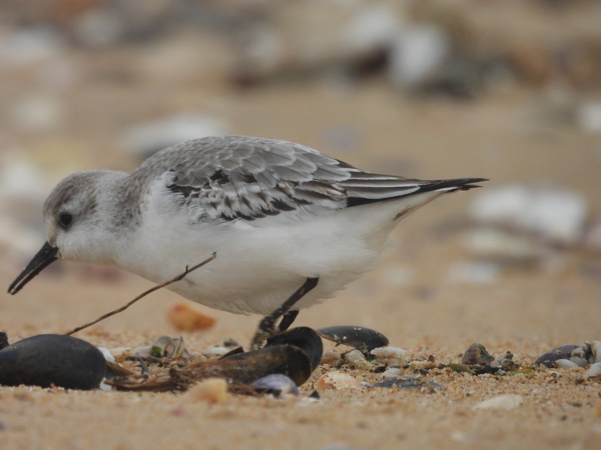 Гурвалж элсэг - ML647081693