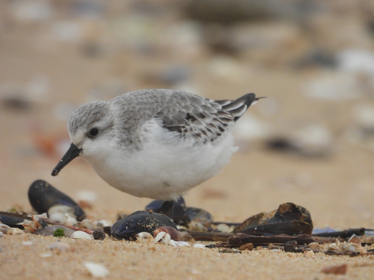 Гурвалж элсэг - ML647081694